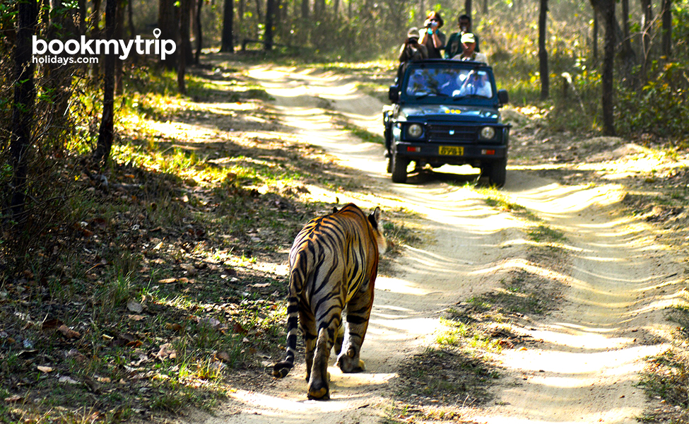Bookmytripholidays | Jungle safari thrills | Nature tour packages
